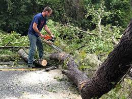 Reliable Radford, VA Tree Services Solutions