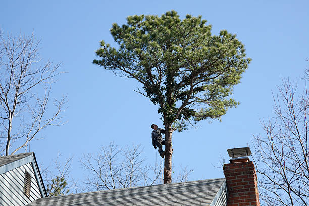 How Our Tree Care Process Works  in  Radford, VA